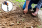 Ashman Auger 12 inch 2 Pack. Garden Plant Flower Bulb Auger for Planting Bulb seedlings