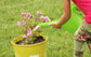 Watering Cans Assorted Colors, 201 units