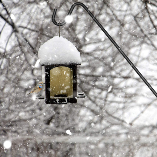 Ashman Deck Hook, Double Forged Solid Metal Single Piece Rod, Ideal for Bird Feeders, Plant Hangers, Lanterns, Wind Chimes(1, Regular Hook)