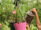 Ashman Bronze Watering Can for Outdoor and Indoor Plant Watering Use with 2 Litre Capacity. 100 Count